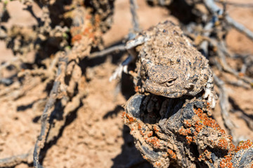 Close portrait of Phrynocephalus helioscopus agama in nature