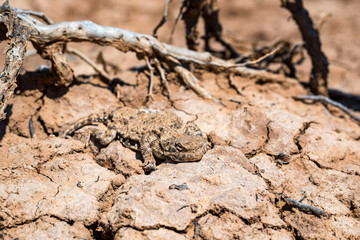 Close portrait of Phrynocephalus helioscopus agama in nature