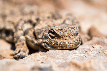 Close portrait of Phrynocephalus helioscopus agama in nature