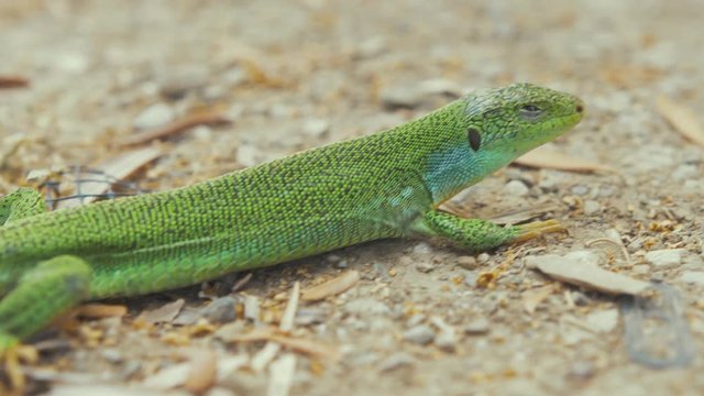 Reveal vibrant green lizard basking in sunshine