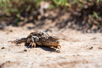 Close portrait of Phrynocephalus helioscopus agama in nature