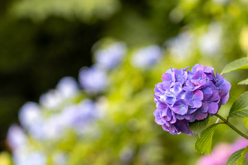 あじさい　飛鳥山公園　東京都北区