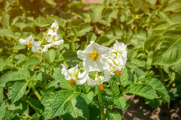White flowers of potatoes. Flowering bush potatoes.