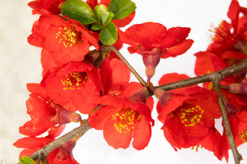 detail of quince flower