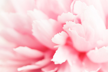 Closeup view of pink peony flower. Soft pastel wedding background.