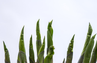 hoste seedlings over white background