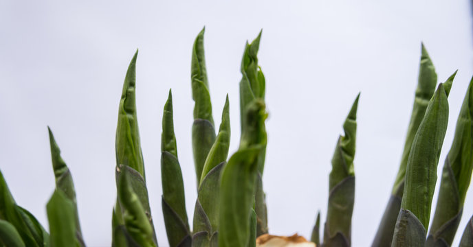 hoste seedlings over white background