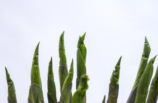 hoste seedlings over white background