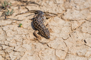 Steppe Runner Lizard or Eremias arguta on dry ground close