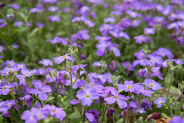 Obraz premium purple flowers of lobelia