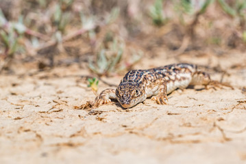 Steppe Runner Lizard or Eremias arguta on dry ground close