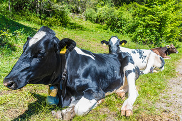 Holstein Rinder auf der Alm