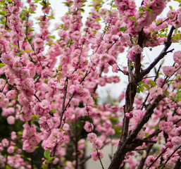 Prunus triloba on a tree branch