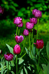 black tulips blooming on the lawn in the park on a summer day