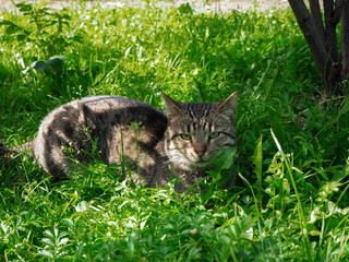 Brown cat is laying on the green grass