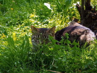 Naklejka na ściany i meble Brown cat with the green eyes is laying on the green grass in the sunlight