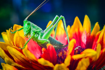 Green grasshopper on flower macro