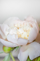 Pion. Macrophoto. Floral background for postcard, lettering, painting, wedding card, banner, flower shop. Peony flower