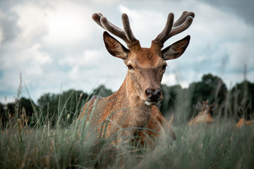 Stag lying down in grass