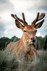 Stag lying down in grass