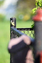 Great tit sitting on a fence made of plastic letter box.