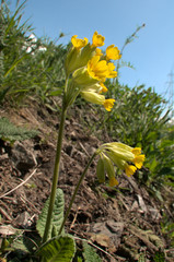 Primula veris; Cowslips on the valley floor near Flums, Swiss Alps