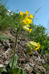 Primula veris; Cowslips on the valley floor near Flums, Swiss Alps