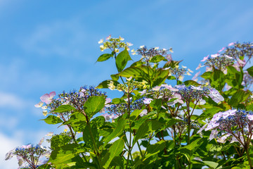 アジサイの花