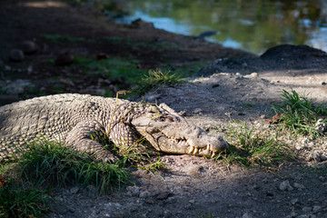 Obraz premium Portrait of crocodile lying lie on a river bank under the sun. Cuba