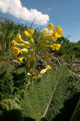 Primula veris; Cowslips on the valley floor near Flums, Swiss Alps