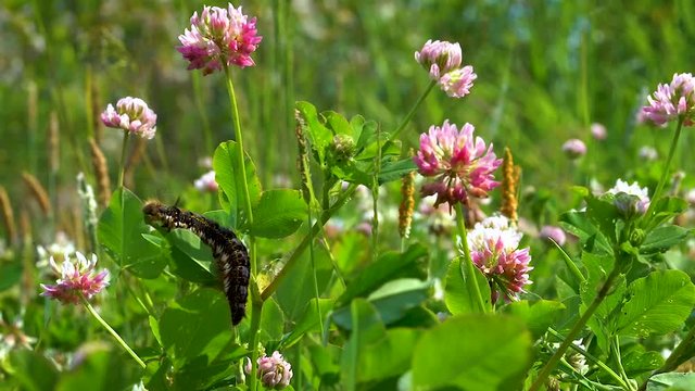 Black fluffy caterpillar with yellow stripes on the sides, crawling on the leaves of clover on a Sunny day in the meadow.
