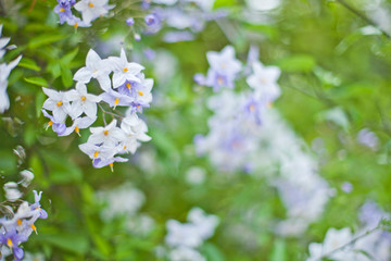 Blue summer flowers. Blossoms and green leaves.