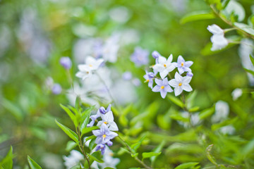 Blue summer flowers. Blossoms and green leaves.