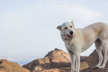 smiling adorable wild white dog portrait in dry mountains top in hiking time , wallpaper pattern photography format with empty space for copy or text