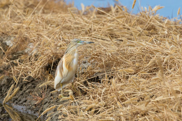 Squacco heron
