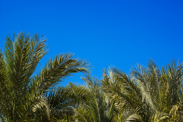 Fototapeta na wymiar palm trees top branches in park outdoor tropic green natural environment photography foreshortening from below on blue sky background 