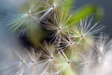 Gartenposter Pusteblume Löwenzahn. Löwenzahnsamen hautnah. Weicher Fokus ..