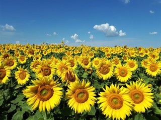 field of sunflowers on a Sunny day