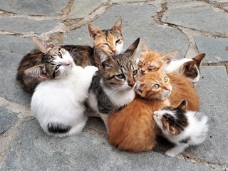 colorful kittens sit together