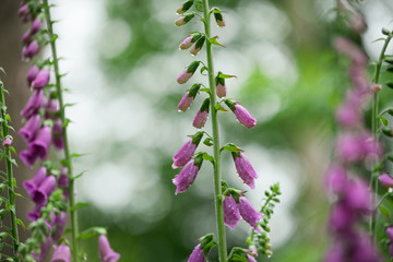 Foxgloves in British Woodland