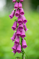 Foxgloves in British Woodland © SHP