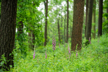 Foxgloves in British Woodland