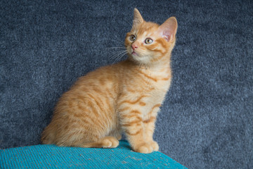 Chaton