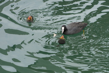 Blässhuhn-Mutter (Fulica atra) mit Jungtieren