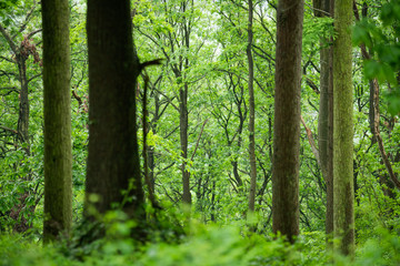 Fototapeta na wymiar Rainy British Woodland