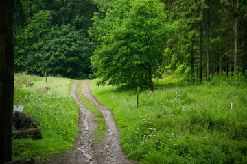 Fototapeta na wymiar Path in Rainy British Woodland