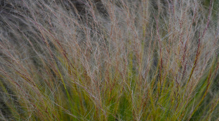Beautiful Pano Image of a colorful Grass Plant