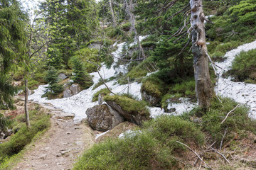 The last snow in the forest of the Czech Krkonose