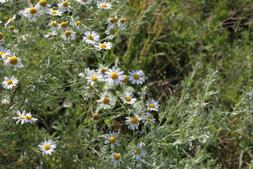 field of daisies