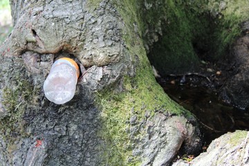 plastic, bottle, environment, tree, bark, nature, wood, texture, forest, brown, moss, trunk, plant, old, garbage, surface, trash, natural, closeup, pine, firest, no people
